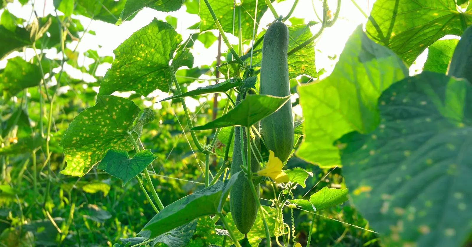 7. 오이 섭취 시 주의사항